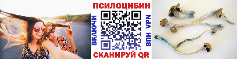 Псилоцибиновые грибы Cubensis  Купить  Тихвин 